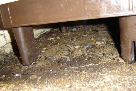 Pictured: Hygiene horror uncovered at a rat-infested food shop in York