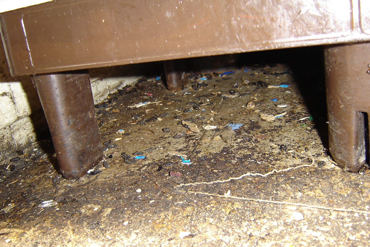 Pictured: Hygiene horror uncovered at a rat-infested food shop in York