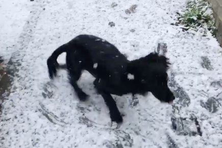 Video of York dog’s first experience of snow goes viral – and even appears in the Washington Post