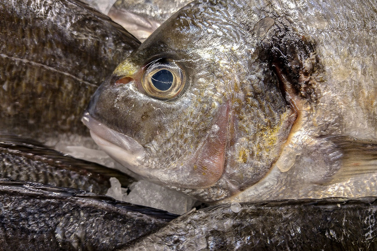 York fishmonger fined for multiple food safety breaches