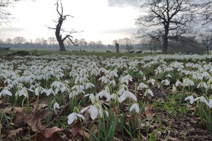 Six signs that spring is on its way