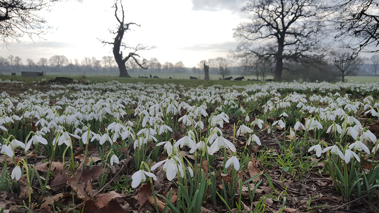 Six signs that spring is on its way