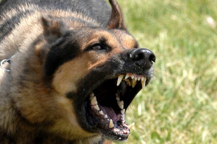 £1.50 per bark – what it cost York dog owners for failing to control their noisy pets