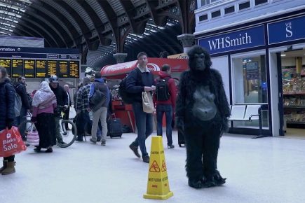 Gorilla wanders round York in cracking new music video