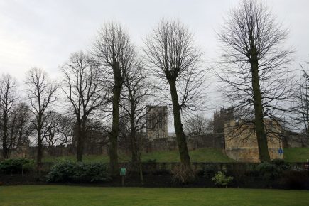 More than 30 trees set to be felled from main York road