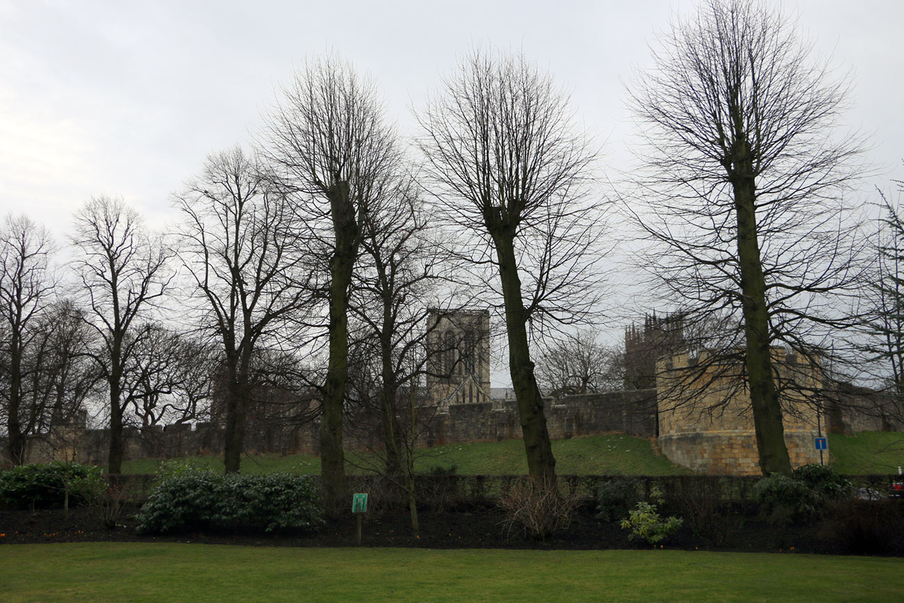 More than 30 trees set to be felled from main York road