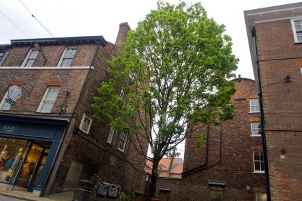 This tree in York city centre is set to be chopped down