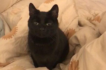 Dog kills cat and attacks owner as he desperately tried to save his pet