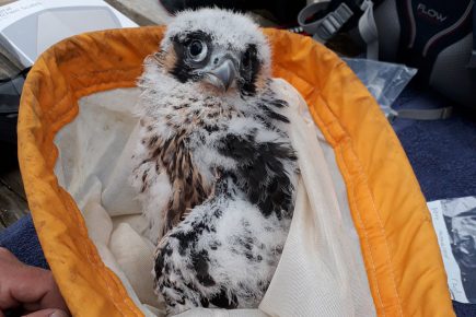 Aww! The York Minster peregrine falcon chicks have hatched – and they’re cuties