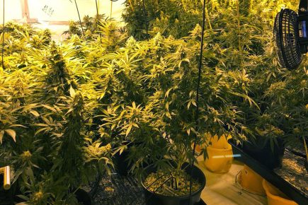 Man arrested after police drugs raid finds this inside a York home