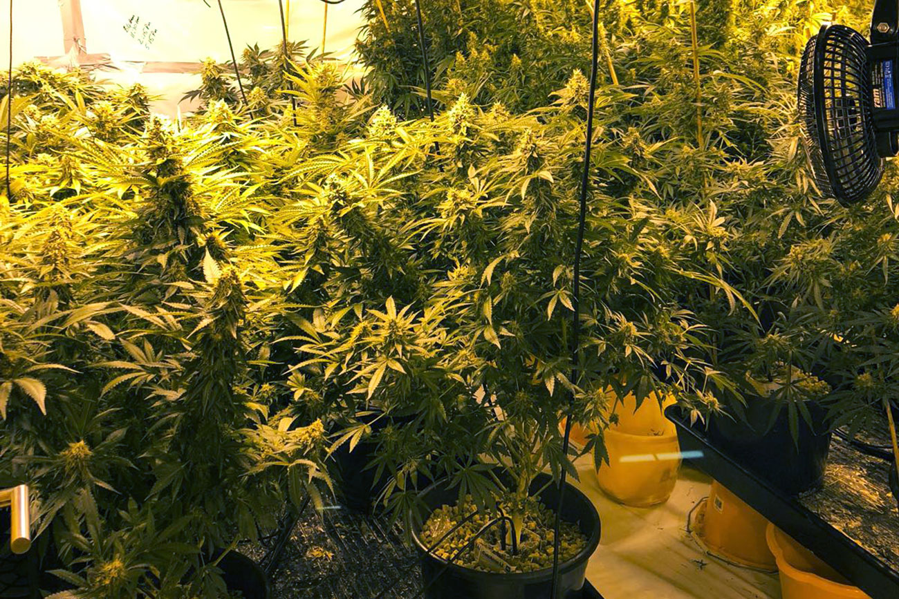 Man arrested after police drugs raid finds this inside a York home