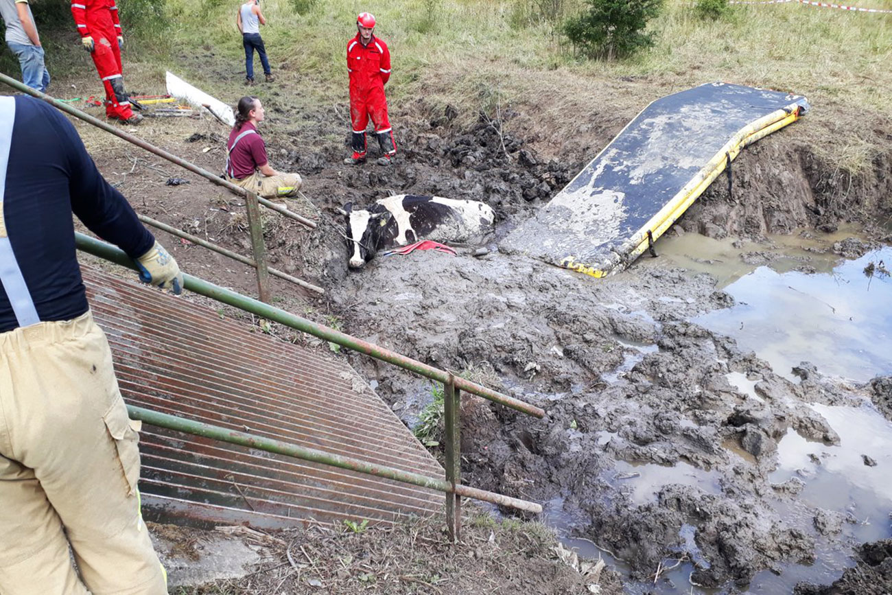Firefighters rescue cow stuck in mud in York