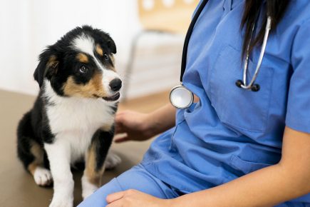 Plan to open 24-hour animal hospital in York