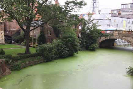 The River Foss turns bright green – pix