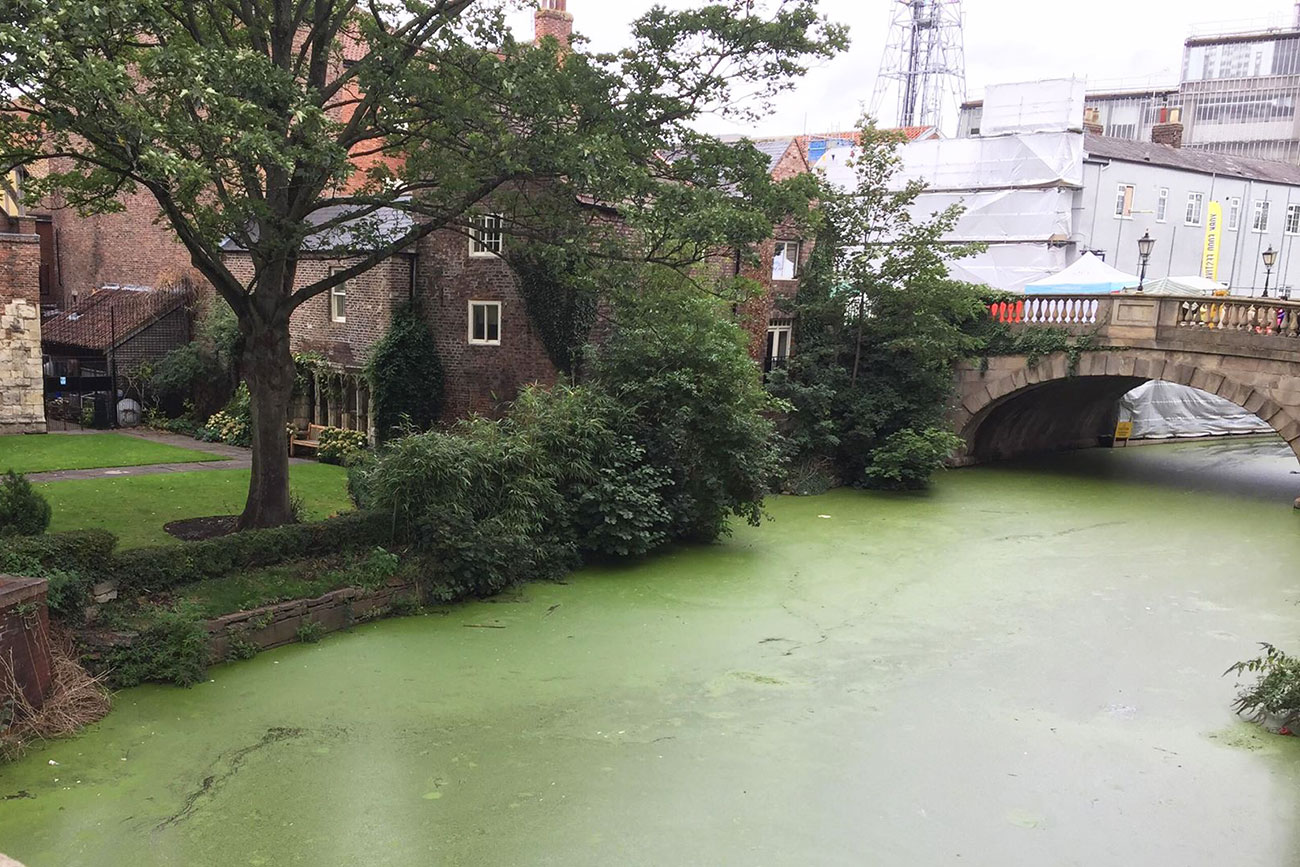 The River Foss turns bright green – pix