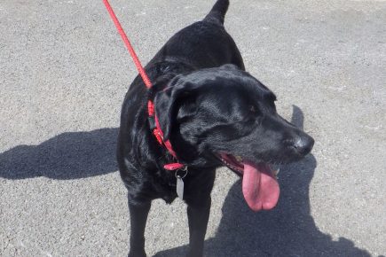 Man banned from keeping dogs after shutting labradors in car in 29C heat
