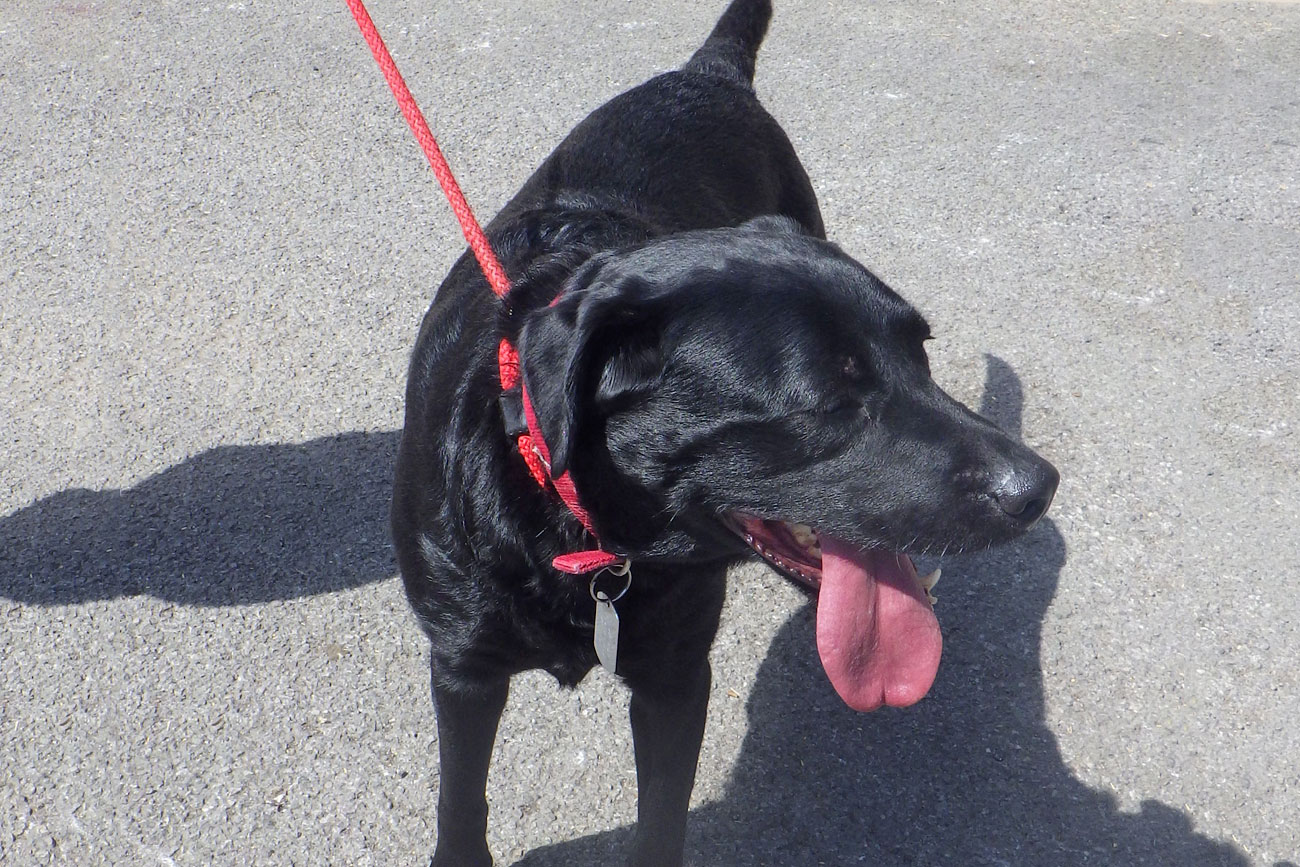Man banned from keeping dogs after shutting labradors in car in 29C heat