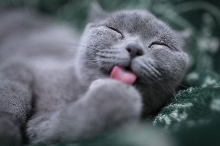 York to get its first cat café – with three floors and 12 live-in kitties