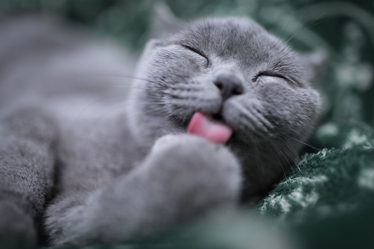 York to get its first cat café – with three floors and 12 live-in kitties