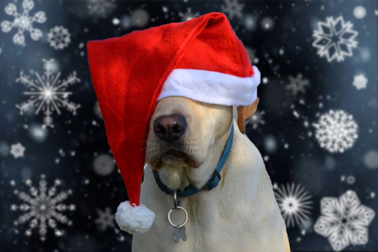 Enjoy a family festive fun weekend – including a Christmas dog show