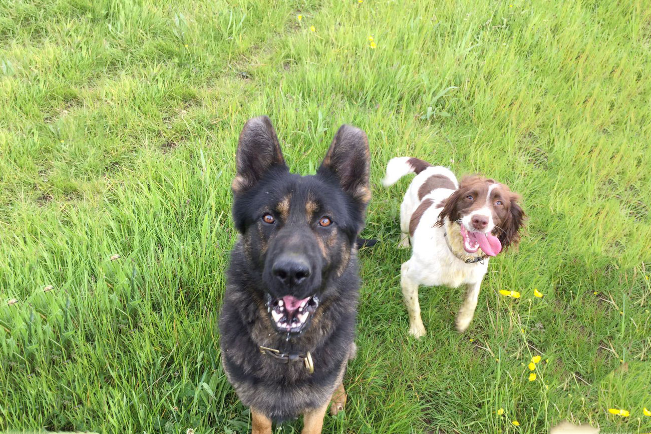 Meet the dog squad! North Yorkshire’s police dogs become TV stars