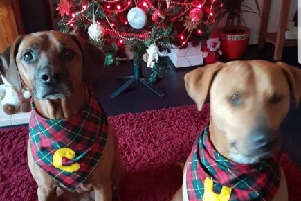 Burglars attack pet dogs with golf clubs and pepper spray