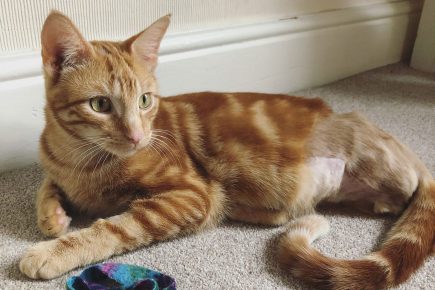 He lost his leg to a trap and was paralysed – but York team nursed kitten Charlie back to health