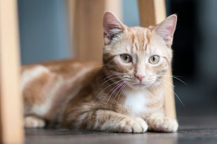 Kitten dies after ‘brutal’ air gun attack in York
