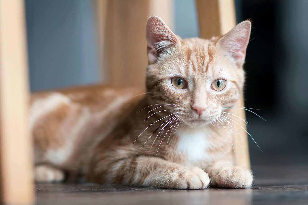 Kitten dies after ‘brutal’ air gun attack in York