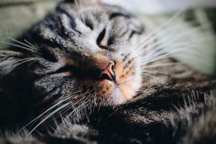 York’s first cat café to open soon – here’s all you need to know