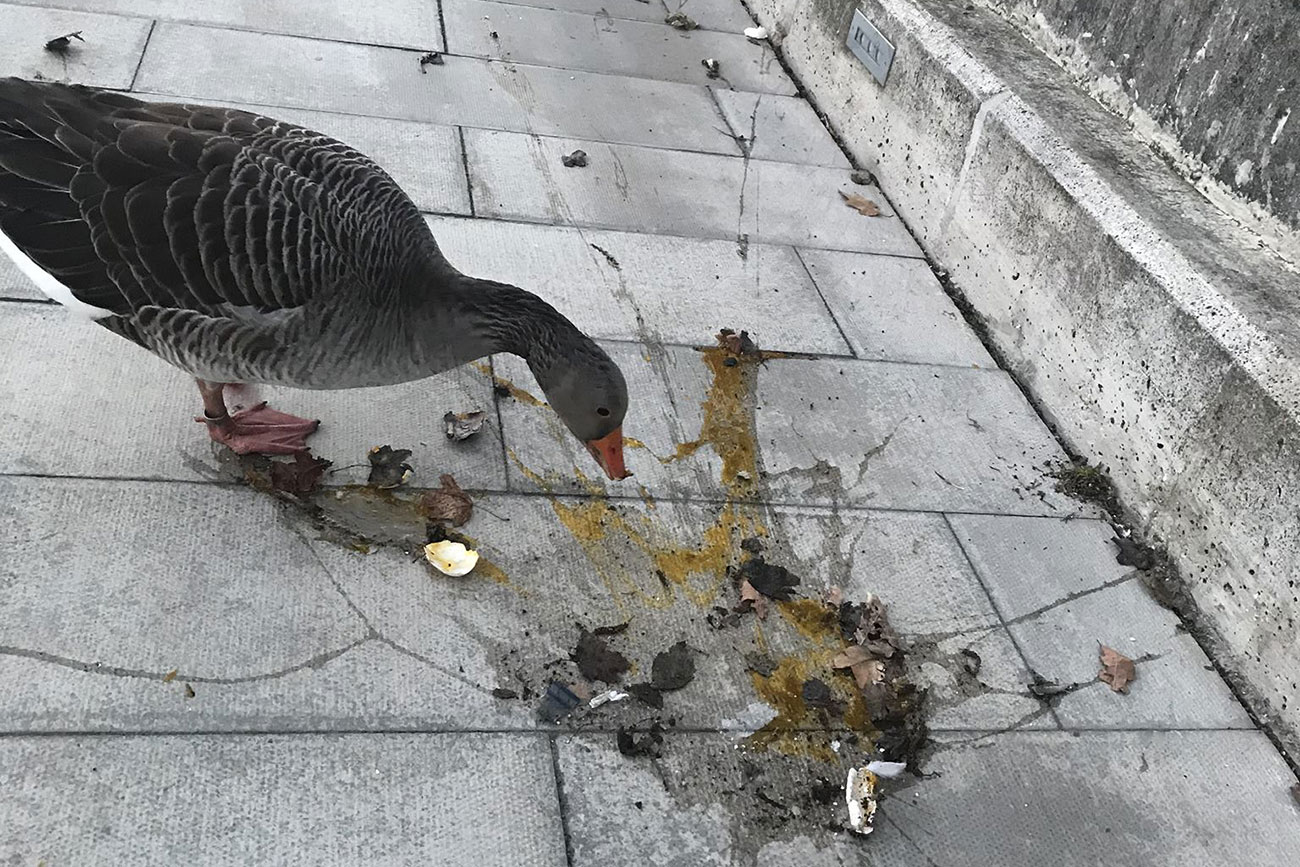 Updated: Image of goose looking at her smashed egg in York sparks fury across the world