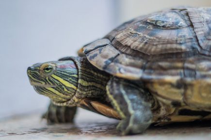 Terrapin abandoned in York one of 240 calls to North Yorkshire RSPCA about exotic animals