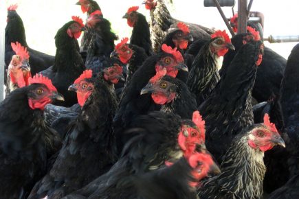 Thousands have objected – but a huge poultry farm could still be built close to York