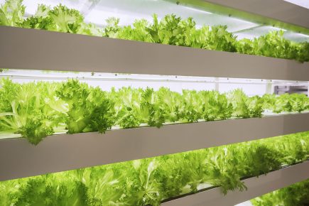 Onwards and upwards! Vertical farms could come to York Central