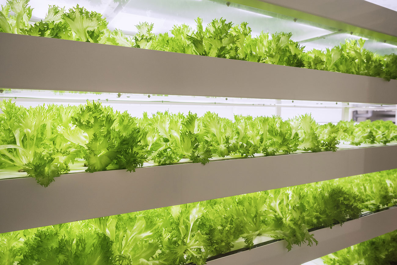 Onwards and upwards! Vertical farms could come to York Central