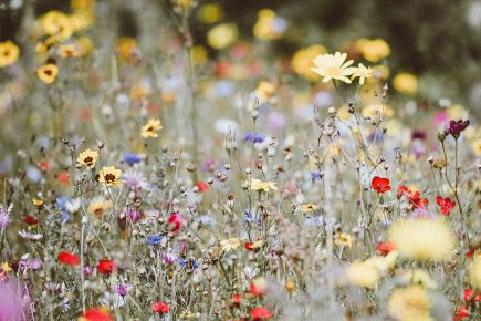 River of flowers plan for York