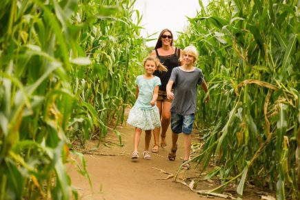 Heatwave: York Maze to close for two days
