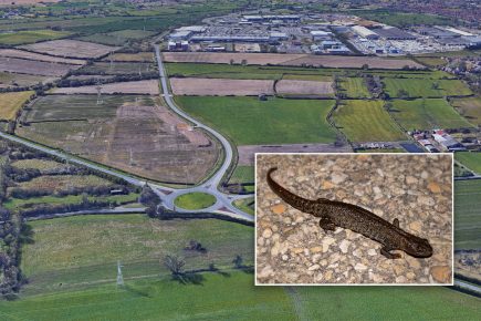 York’s £38m ring road upgrade is delayed – by newts
