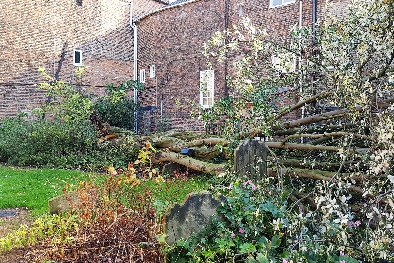 Famous York church closed after tree collapses