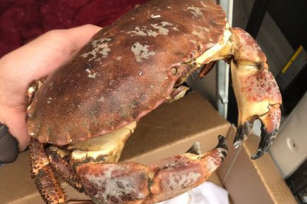 Shop staff ‘shellshocked’ after finding live crab on York city centre street