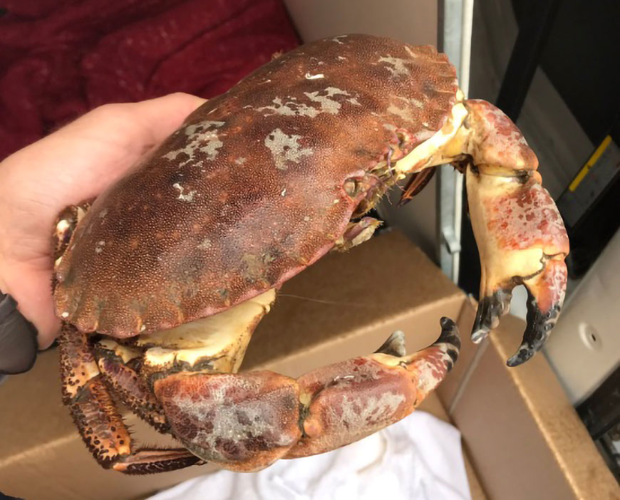 Shop staff ‘shellshocked’ after finding live crab on York city centre street