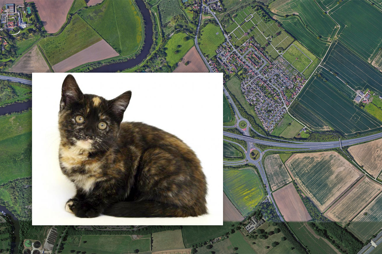 Kitten thrown from moving car on A64 near York
