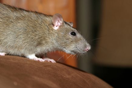 ‘It’s like a scary film’: York family forced out of their home three times – by an infestation of rats