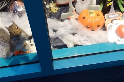 Updated: Squirrel trapped in Poundland released after social media appeal
