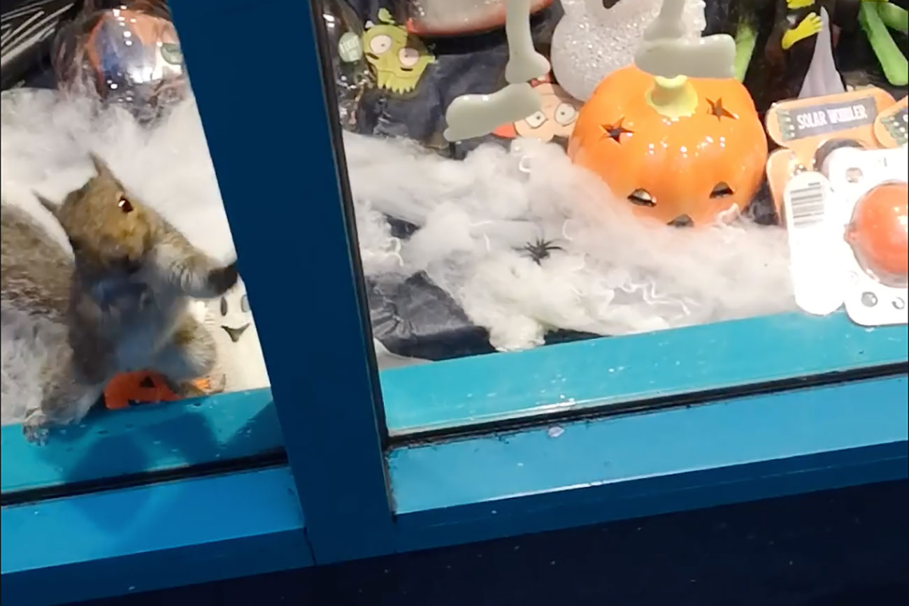 Updated: Squirrel trapped in Poundland released after social media appeal