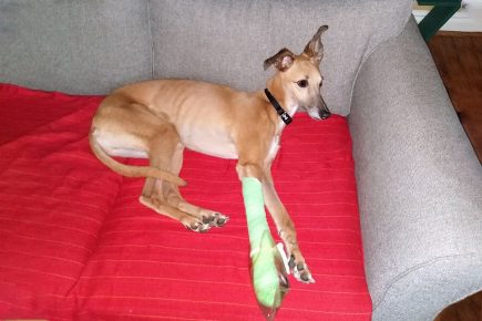 Crowdfunding campaign to save ‘sweet little’ Bruno after owners couldn’t afford to treat him