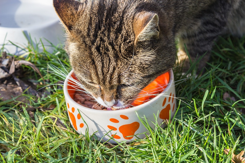 Why Are Cat Foods So Expensive?