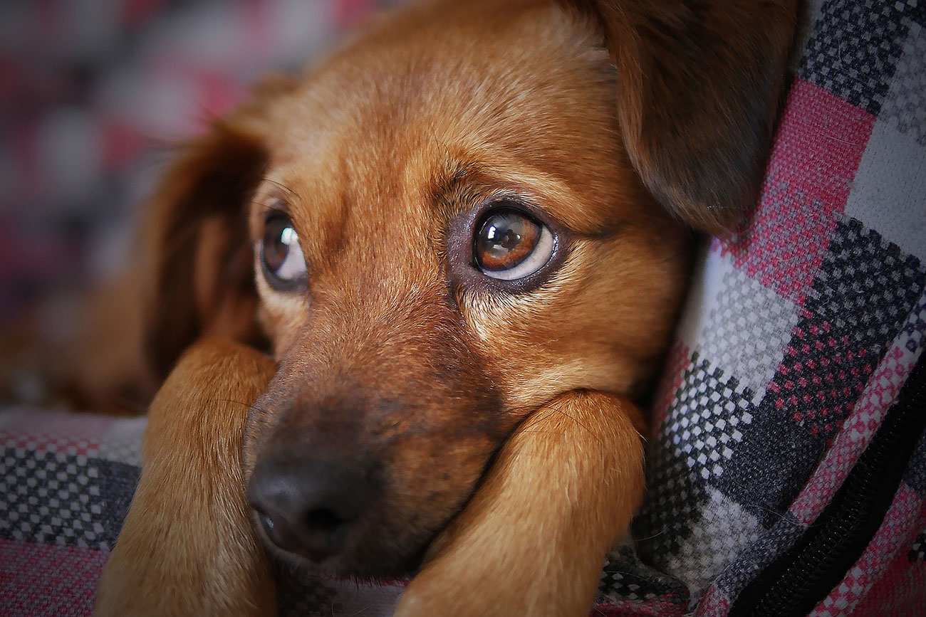 How to keep your pets safe and calm this Bonfire Night – Tips from RSPCA York