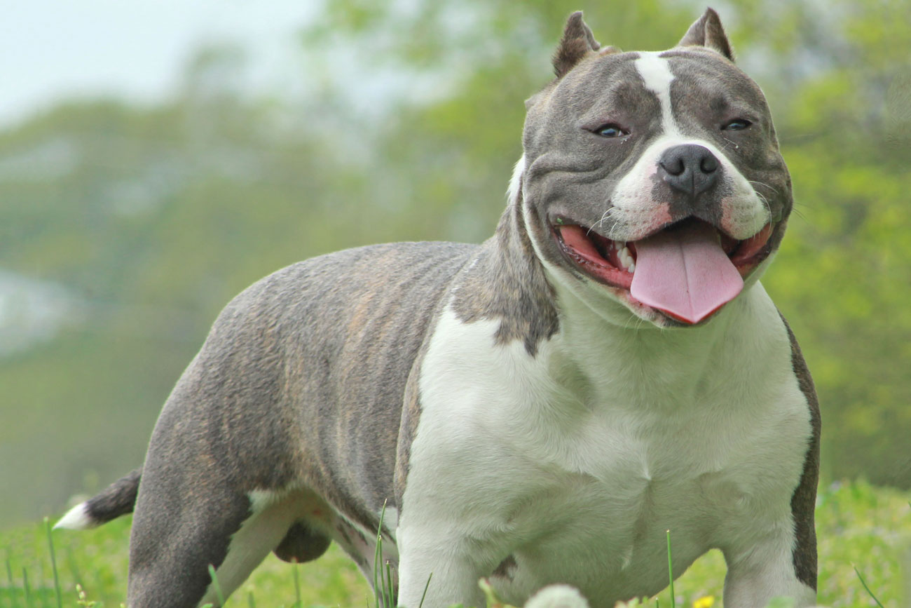 York man’s American Pocket Bully terriers attacked other dogs on four different occasions, court hears