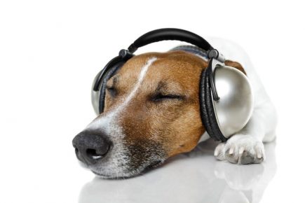 Podcast launched for lonely dogs – thanks to York expert